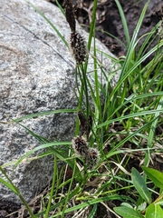 Carex membranacea