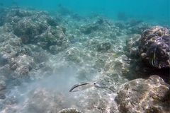 Parupeneus barberinus