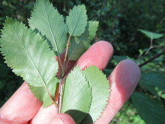 Betula fruticosa