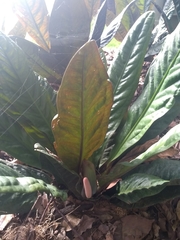 Anthurium superbum
