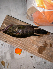 Actinopterygii