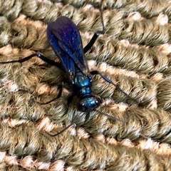 Chlorion aerarium