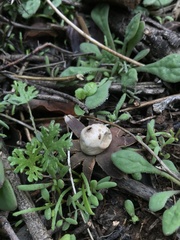 Geastrum floriforme