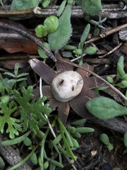 Geastrum floriforme