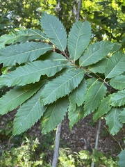 Cryphonectria parasitica