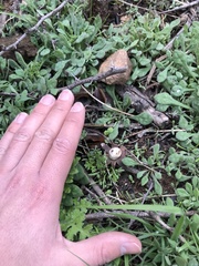 Geastrum floriforme