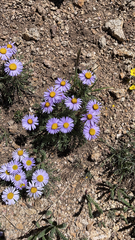 Erigeron pinnatisectus