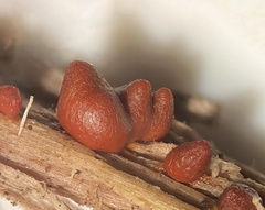 Lycogala conicum
