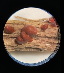 Lycogala conicum