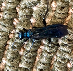 Chlorion aerarium