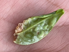 Phyllocnistis citrella