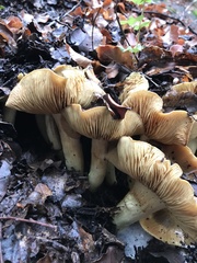 Cortinarius nahuelbutensis