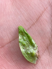 Phyllocnistis citrella