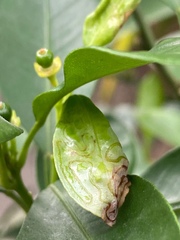 Phyllocnistis citrella