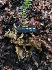 Cortinarius nahuelbutensis