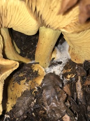 Cortinarius nahuelbutensis
