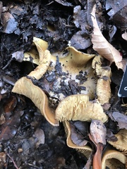 Cortinarius nahuelbutensis