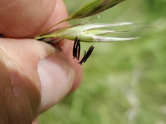 Danthonia intermedia