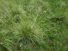 Danthonia intermedia