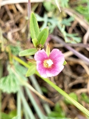 Clarkia davyi