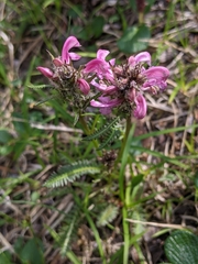 Pedicularis sudetica interior