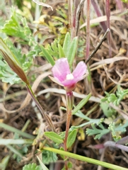 Clarkia davyi