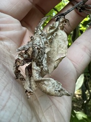 Cryphonectria parasitica