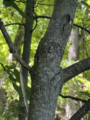 Cryphonectria parasitica