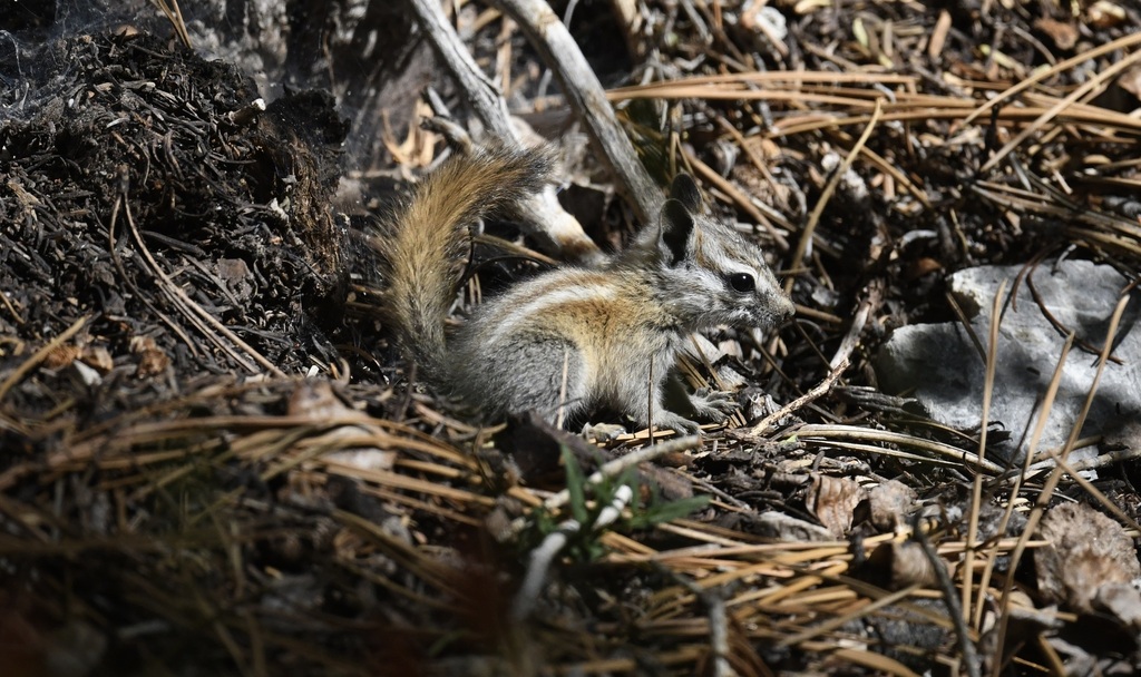 Palmer's Chipmunk in July 2022 by lonnyholmes. Juvenile. · iNaturalist