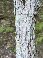 Cryphonectria parasitica