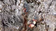 Oxycarenus lavaterae