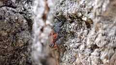 Oxycarenus lavaterae