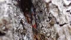 Oxycarenus lavaterae