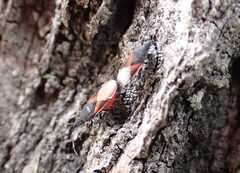 Oxycarenus lavaterae