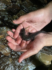 Desmognathus marmoratus