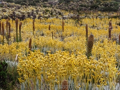 Espeletia chocontana