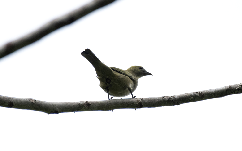 Thraupis palmarum palmarum from Barra de São Miguel - AL, 57180-000 ...