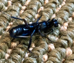 Chlorion aerarium