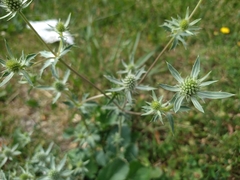 Eryngium planum