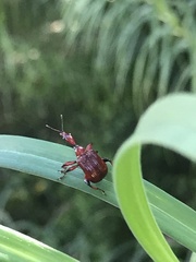 Paratrachelophorus
