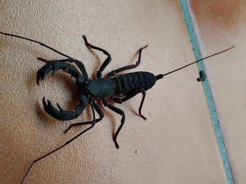 Giant Vinegaroon photo 6
