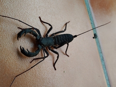 Giant Vinegaroon