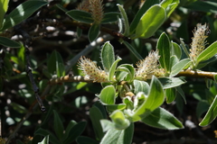Salix brachycarpa