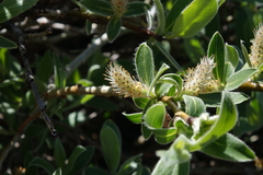 Salix brachycarpa
