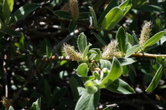 Salix brachycarpa
