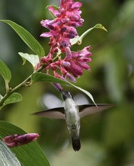 Lampornis hemileucus