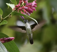 Lampornis hemileucus