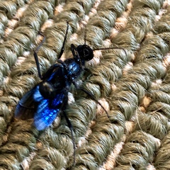 Chlorion aerarium