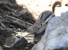 Callospermophilus lateralis certus
