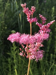 Filipendula rubra